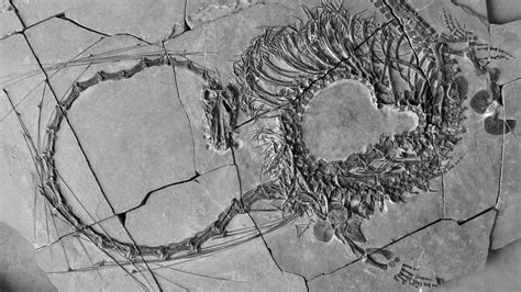 fossil官網